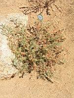 Dorycnium pentaphyllum (en Corse) (01) (Photo F. Mrugala)